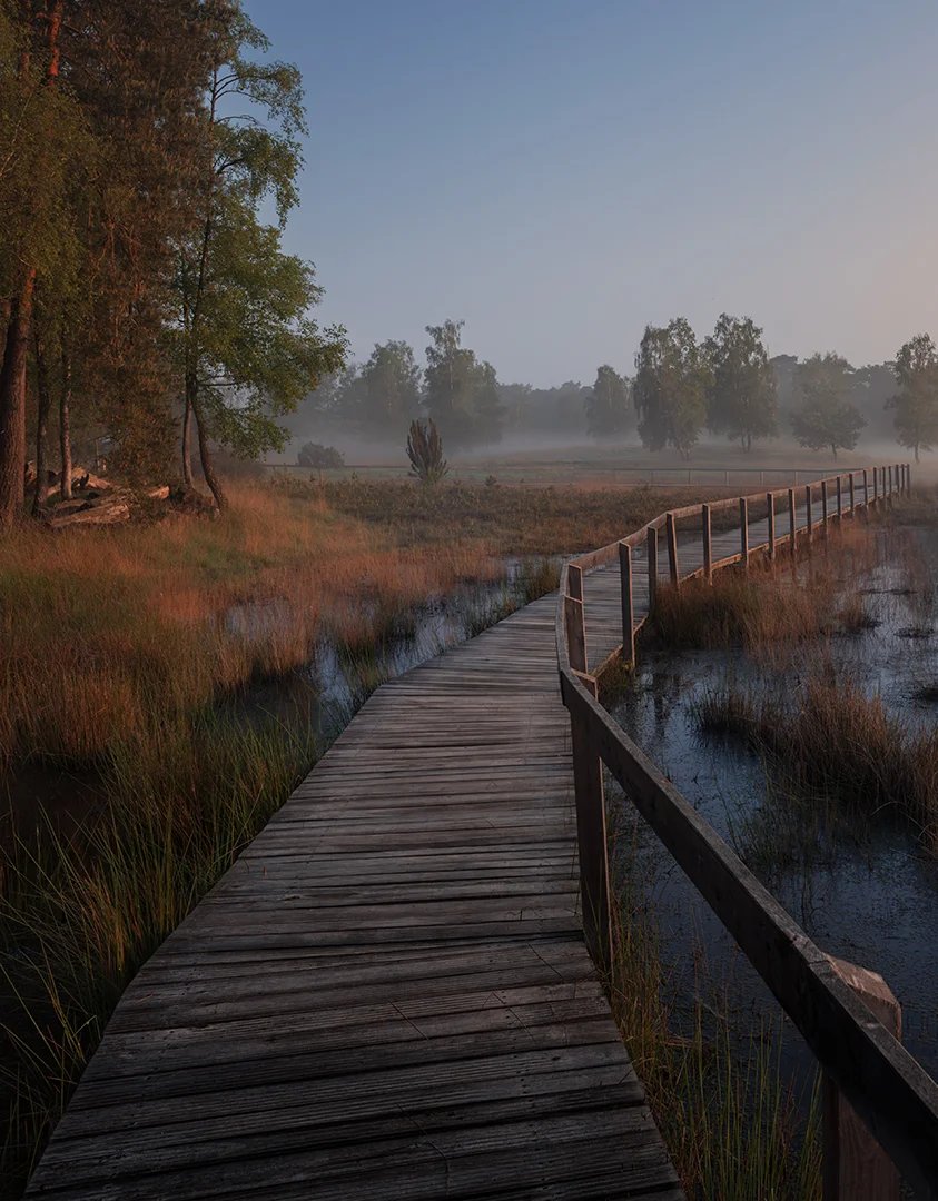 Ein Holzsteg führt durch ein Moor im Morgennebel