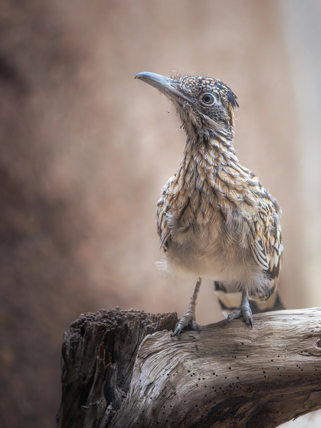 Ein langschnäbliger, gestreifter Vogel steht auf einem Ast und blickt zur Seite