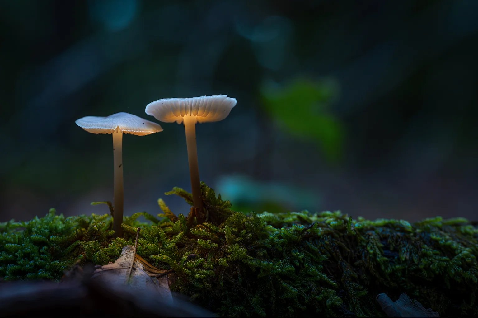 Zwei zarte Pilze mit hellen Hüten wachsen aus dunklem Moos