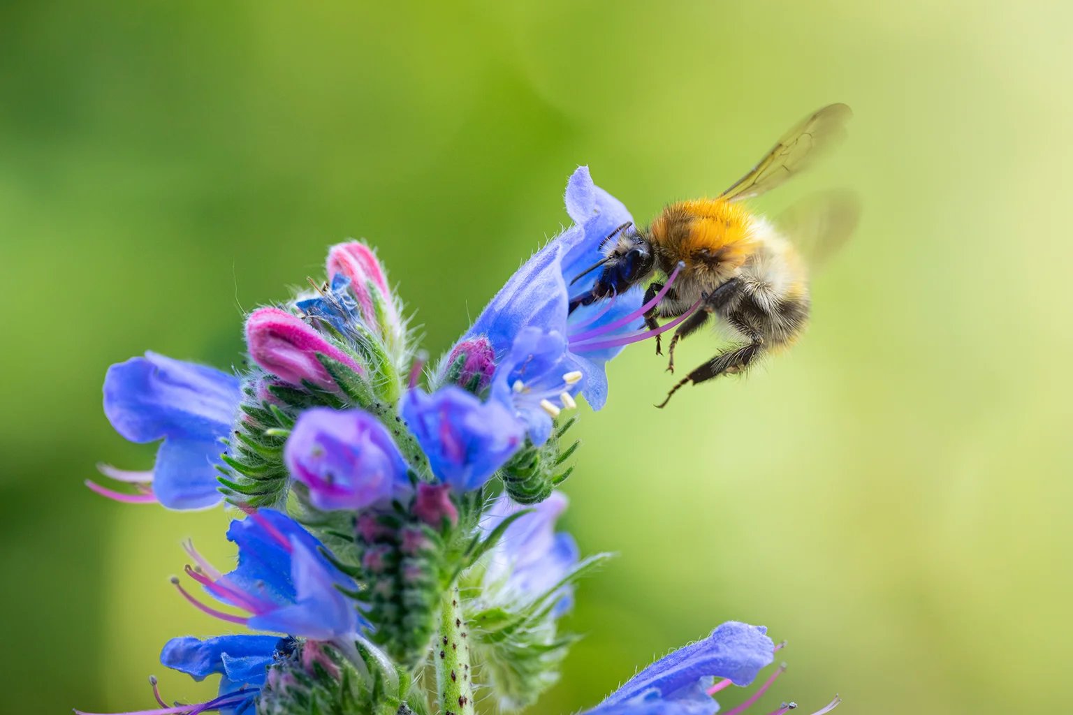 Eine Hummel sammelt an den blauen Blüten eines Natternkopfs