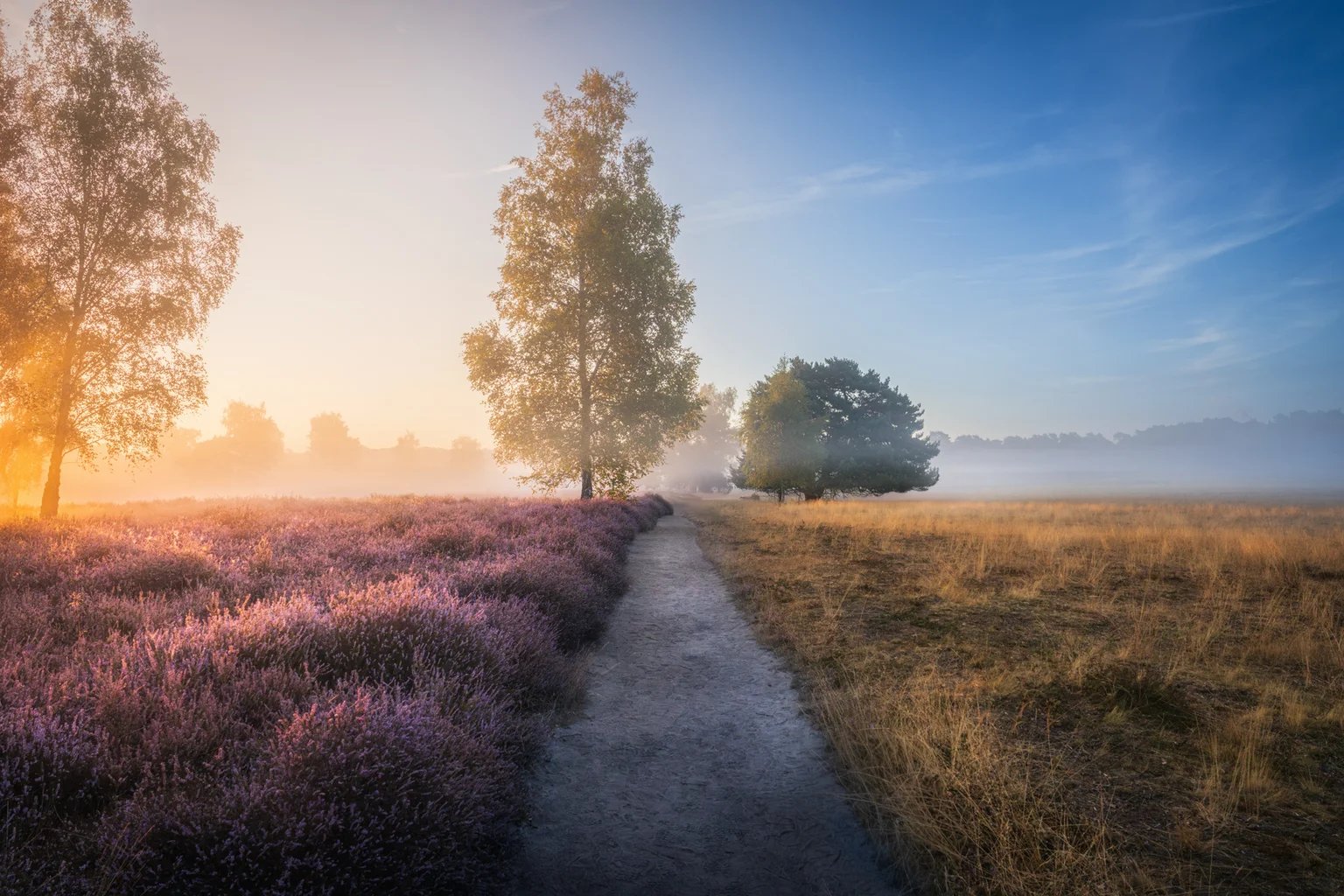 Ein heller Sandweg führt durch blühende lila Heide, links steht eine Birke, über den Flächen liegt Morgennebel