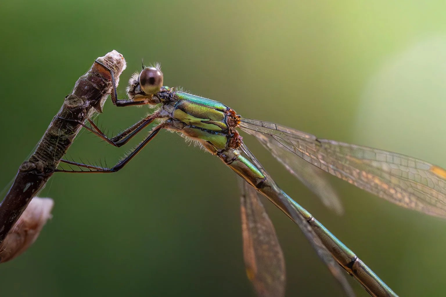 Eine metallisch grün schimmernde Kleinlibelle klammert sich an die Spitze eines trockenen Zweigs