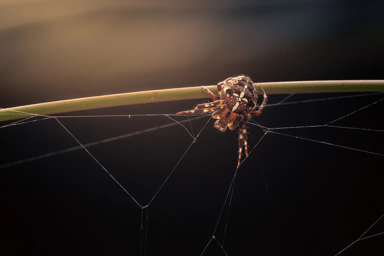 Eine Spinne sitzt an einem Halm, von dem feine Fäden ins Dunkle laufen
