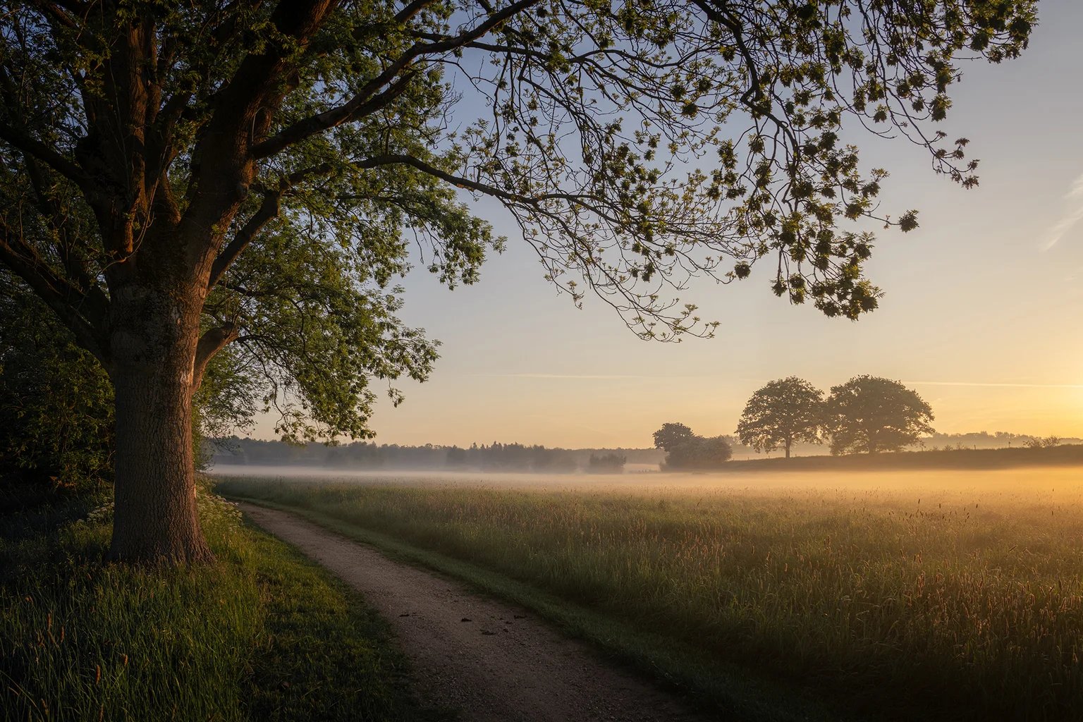 Ein Feldweg unter einer alten Eiche, über den Wiesen liegt Morgennebel