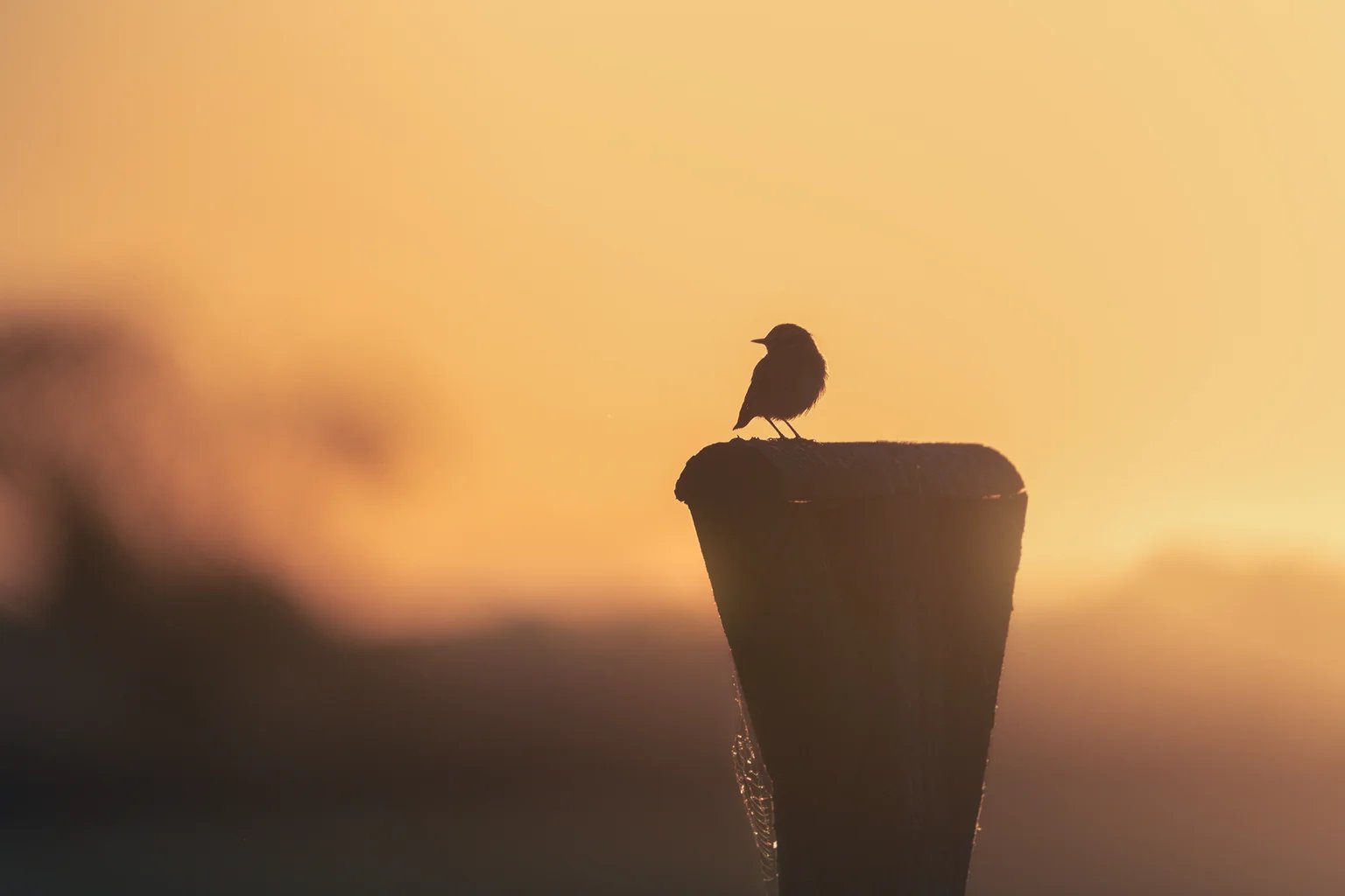 Ein kleiner Vogel sitzt als Silhouette auf einem Pfahl, dahinter leuchtet der Himmel orange