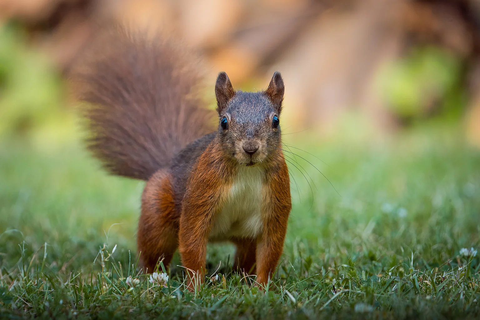 Ein Eichhörnchen sitzt aufrecht im Gras und schaut in die Kamera
