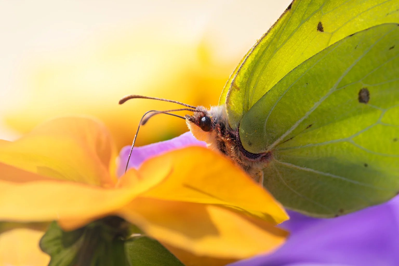 Ein Zitronenfalter sitzt auf einer gelben Blüte