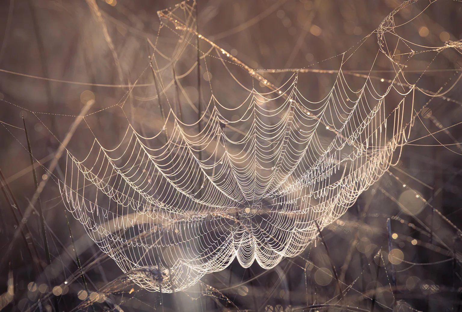 Ein Spinnennetz voller Tautropfen spannt sich zwischen trockenen Halmen im Gegenlicht