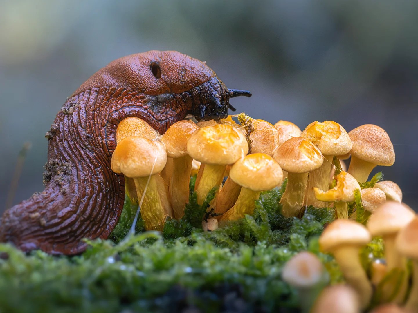 Eine Nacktschnecke kriecht über eine Gruppe kleiner gelber Pilze auf Moos