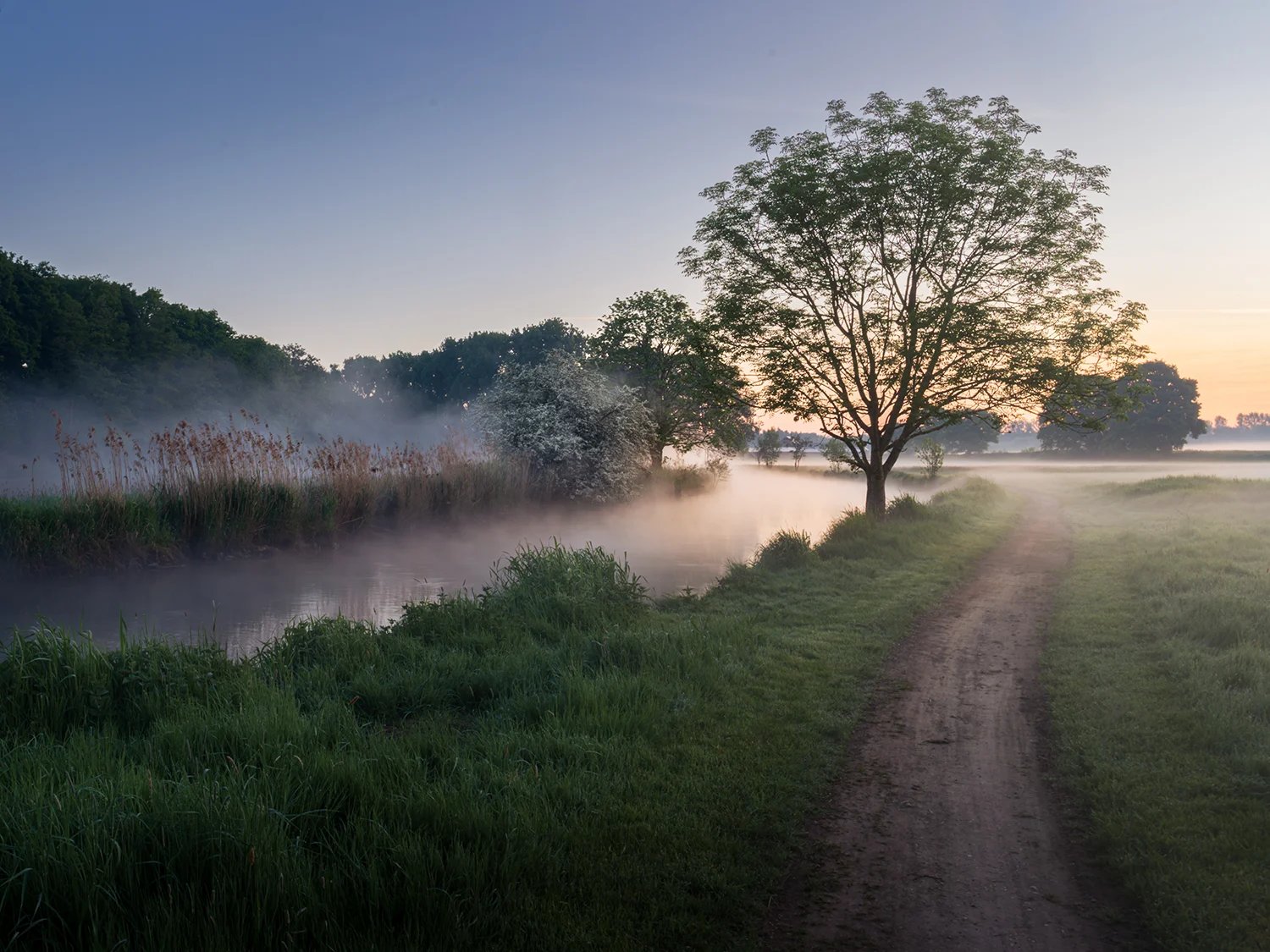 Ein Feldweg führt an der Niers entlang, über dem Wasser liegt Morgennebel, am Ufer steht ein einzelner Baum