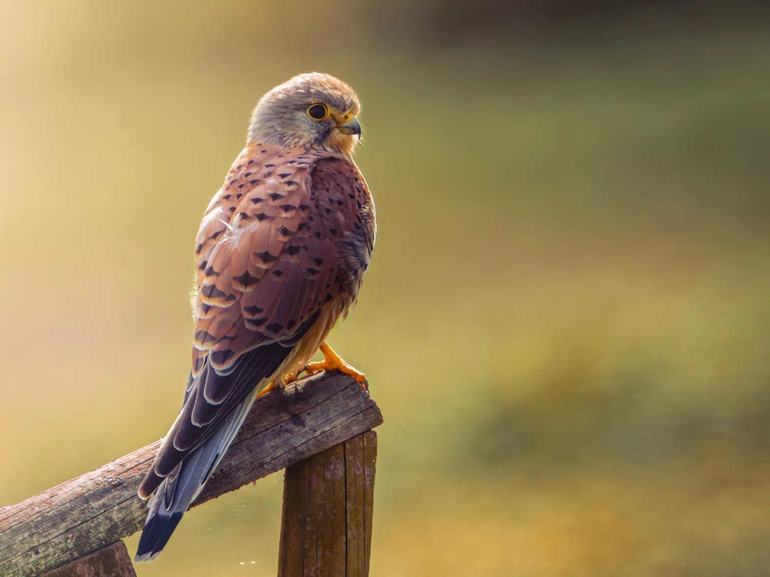 Ein Turmfalke sitzt im warmen Gegenlicht auf einem verwitterten Holzzaun