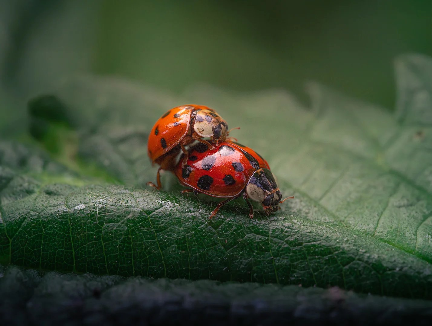 Zwei Marienkäfer auf einem grünen Blatt