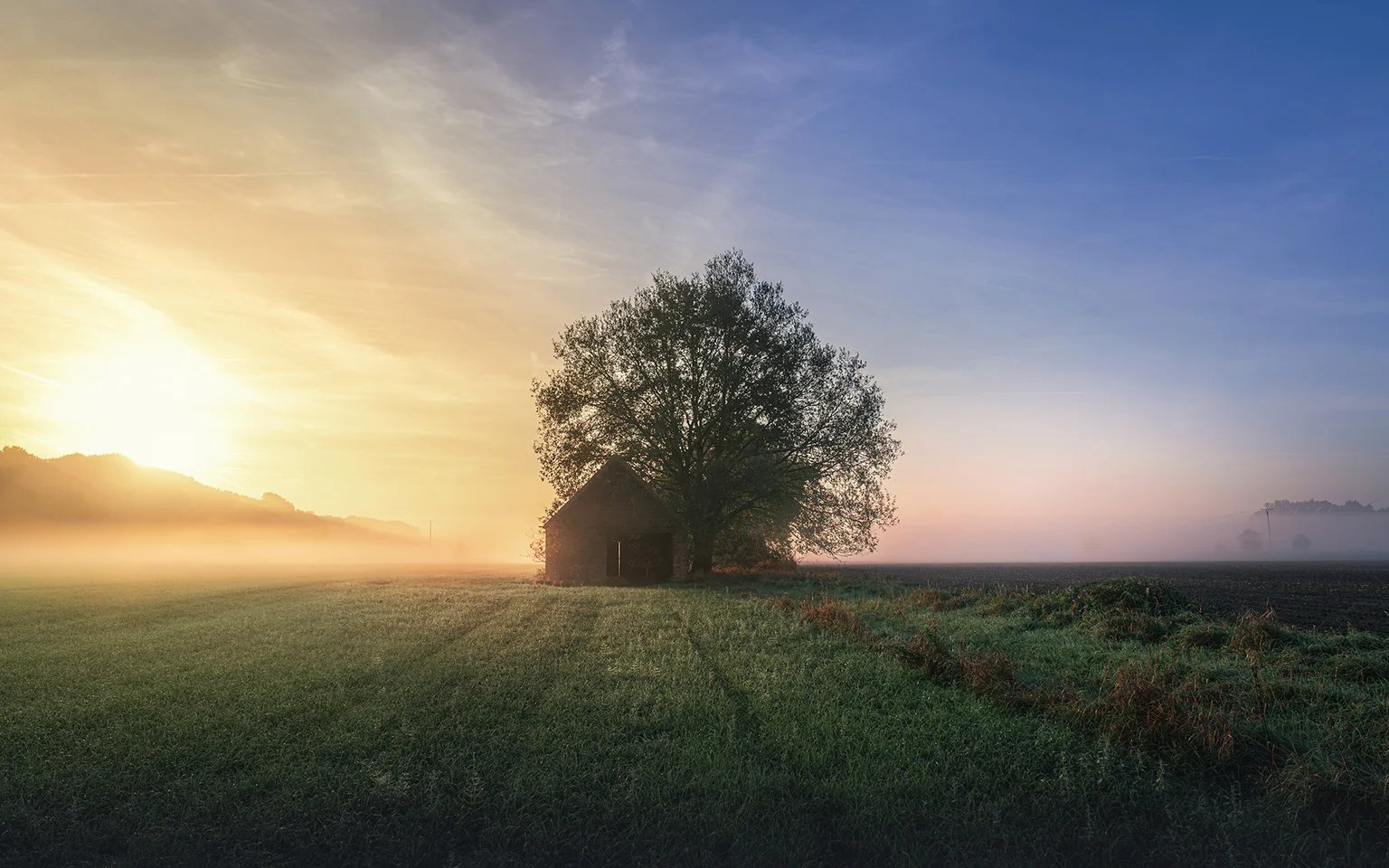 Ein einzelner Baum steht auf einer Wiese, links geht die Sonne über dem Dunst auf