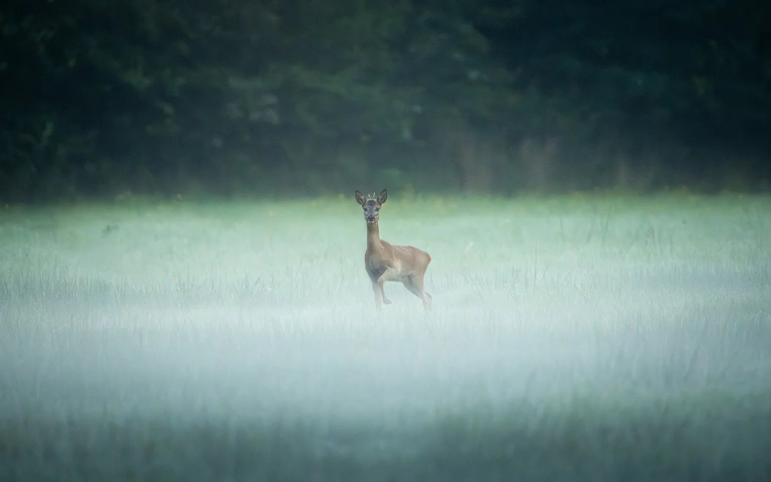 Ein Rehbock steht auf einer nebligen Wiese vor dem dunklen Waldrand