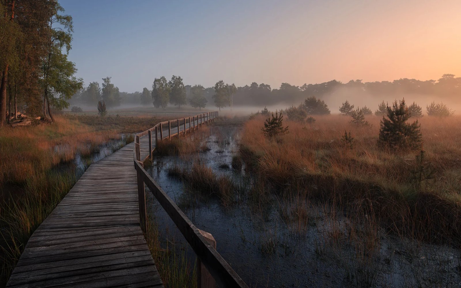 Ein Holzsteg führt durch ein Moor, über dem Wasser und den Gräsern liegt Morgennebel