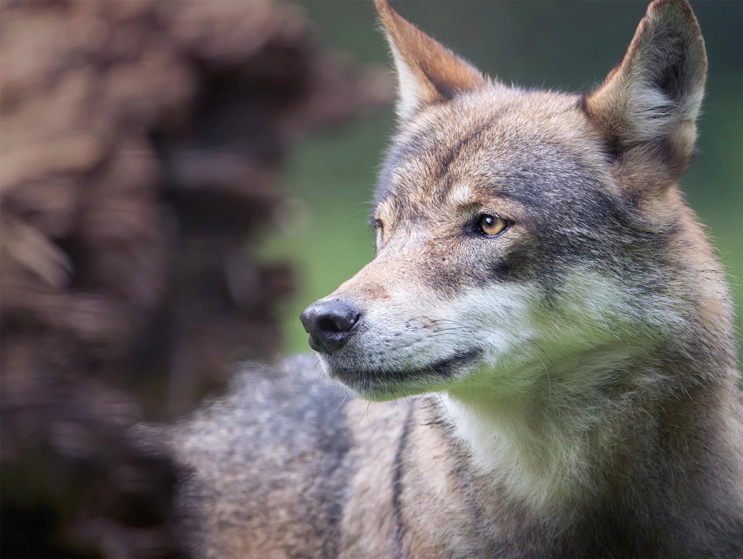 Porträt eines Wolfs, der mit bernsteinfarbenen Augen zur Seite blickt