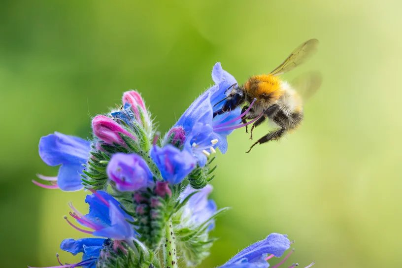 Eine Hummel sammelt an den blauen Blüten eines Natternkopfs