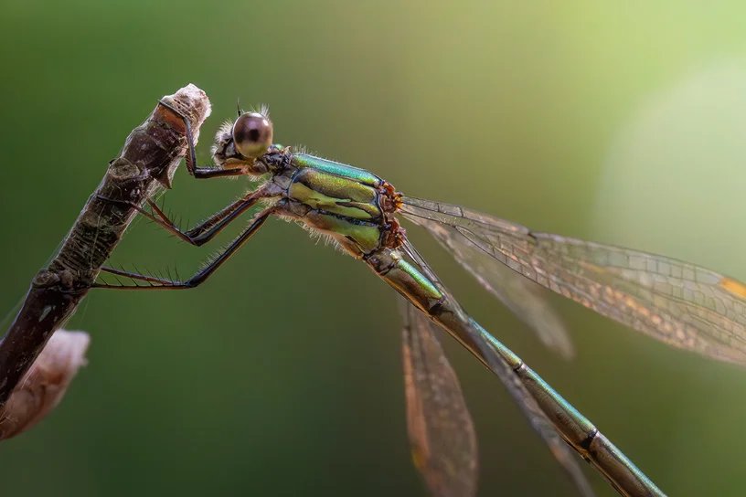 Eine metallisch grün schimmernde Kleinlibelle klammert sich an die Spitze eines trockenen Zweigs