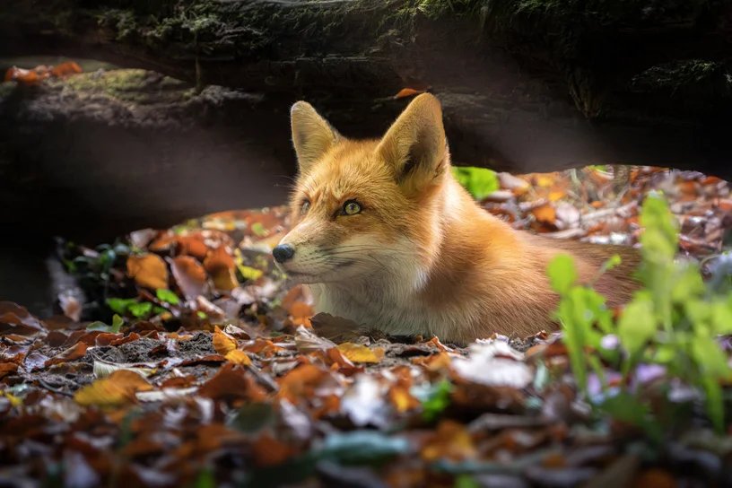 Ein Fuchs liegt aufmerksam im bunten Herbstlaub