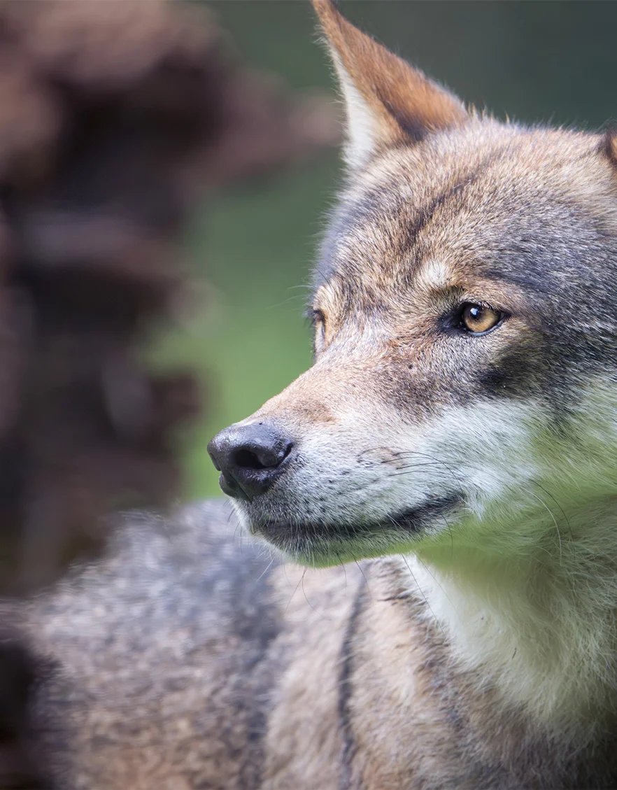 Porträt eines Wolfs, der mit bernsteinfarbenen Augen zur Seite blickt