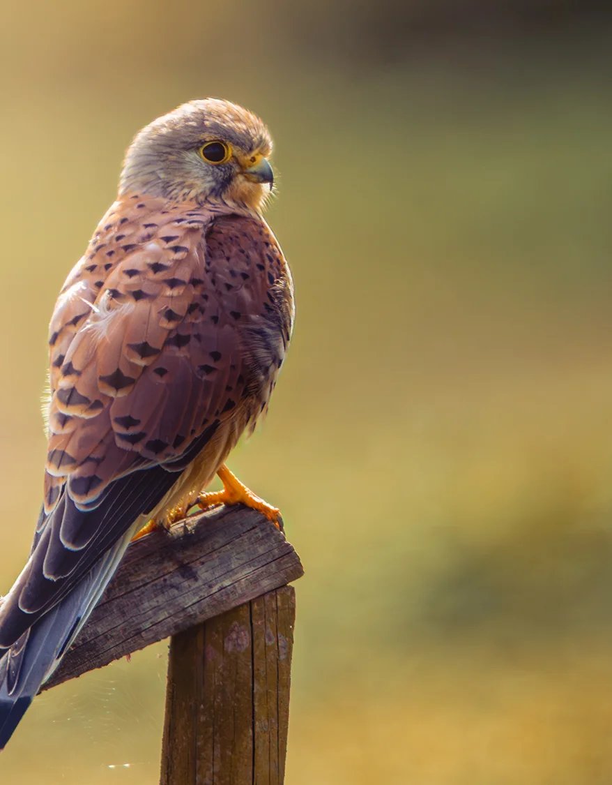 Ein Turmfalke sitzt im warmen Gegenlicht auf einem verwitterten Holzzaun