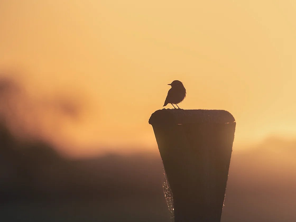 Ein kleiner Vogel sitzt als Silhouette auf einem Pfahl, dahinter leuchtet der Himmel orange