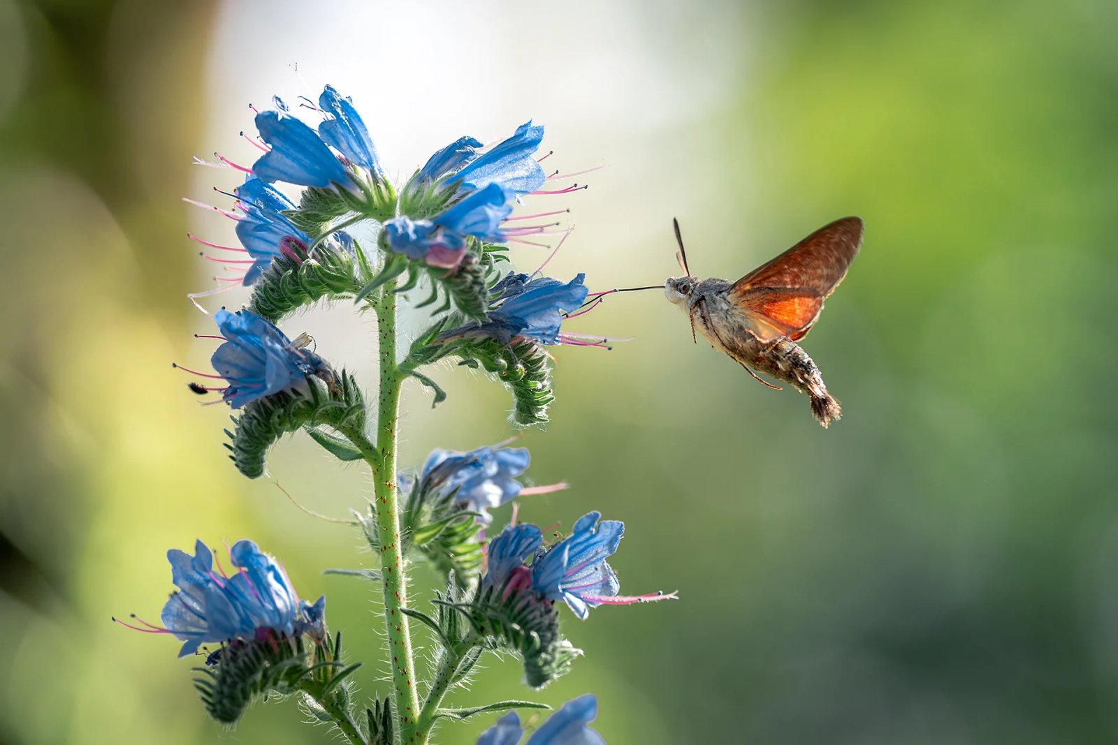 Ein Taubenschwänzchen schwebt vor den blauen Blüten eines Natternkopfs